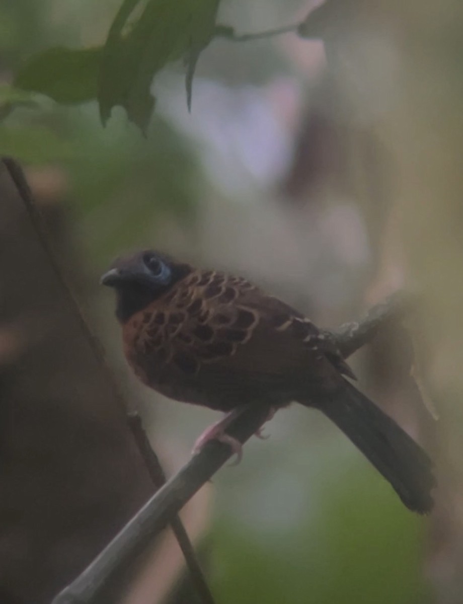Ocellated Antbird - ML645900307