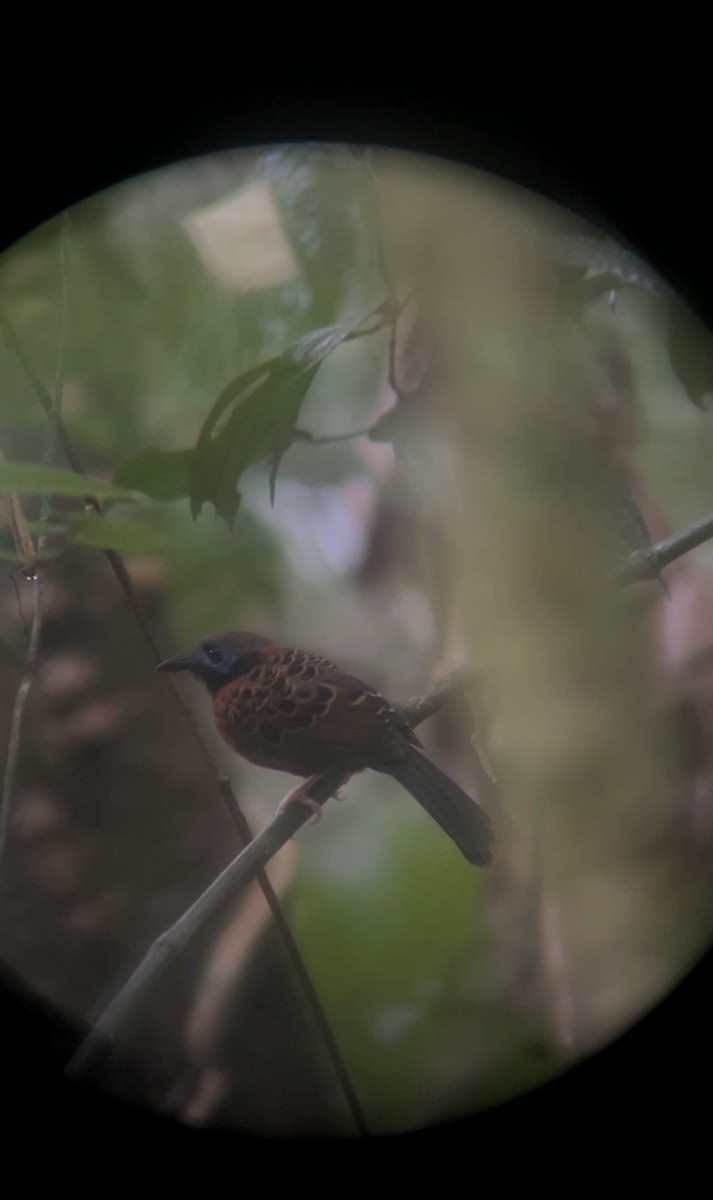 Ocellated Antbird - ML645900308