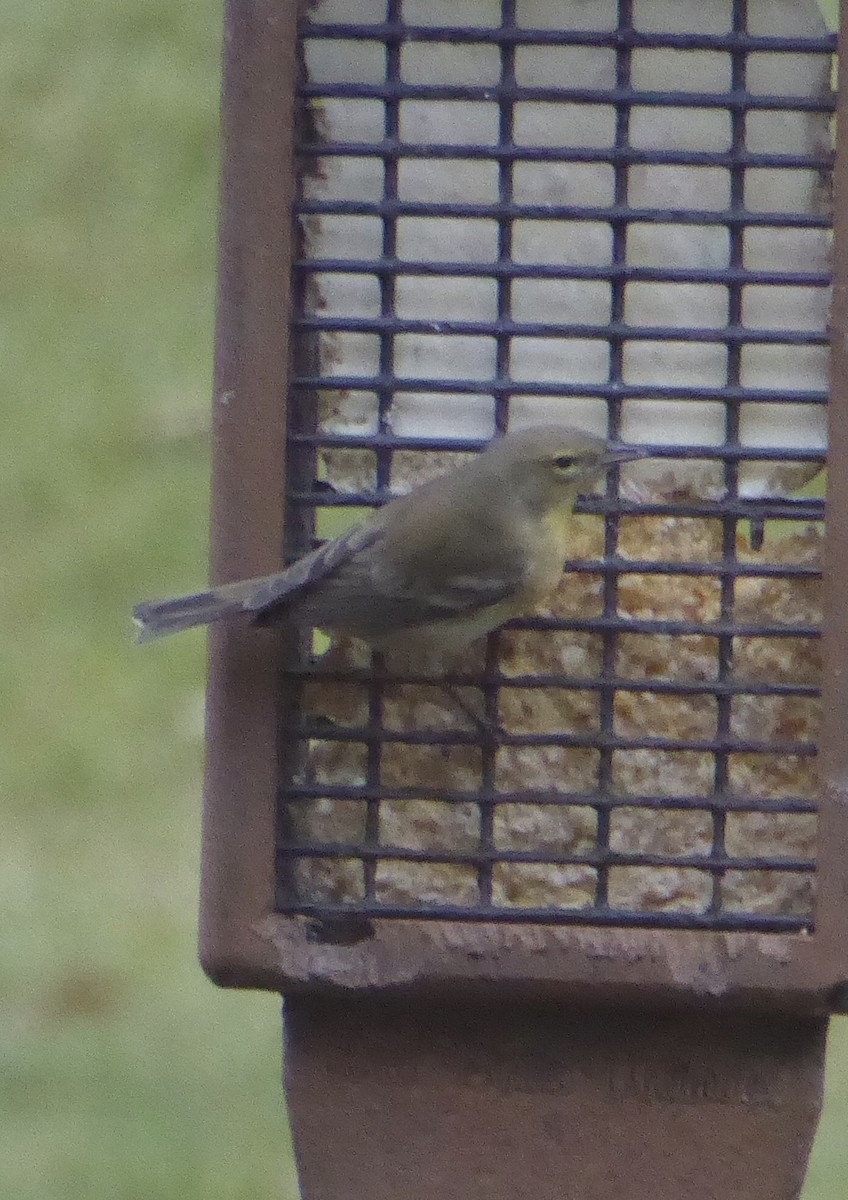 Çam Ötleğeni - ML645900310