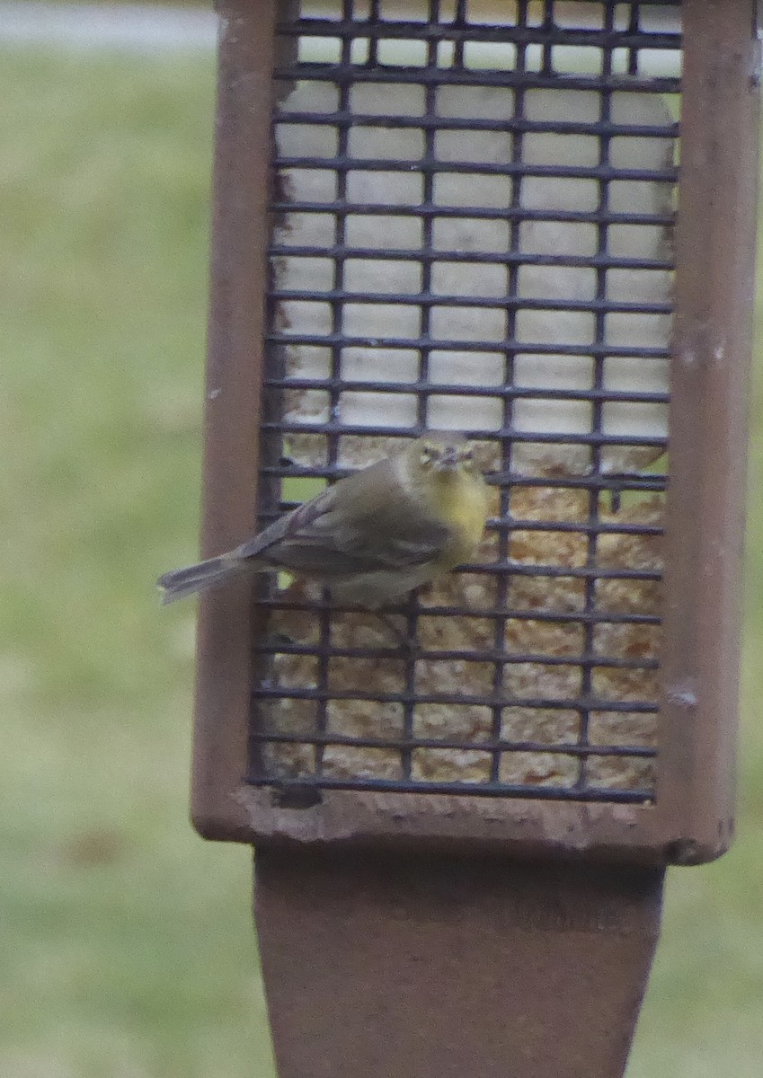 Çam Ötleğeni - ML645900311