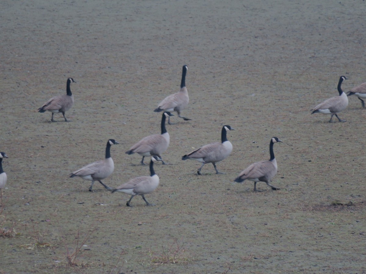 ברנטה קנדית - ML645900313