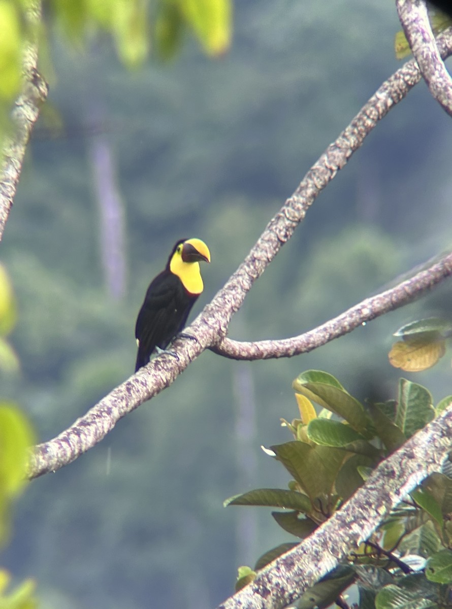 Yellow-throated Toucan - ML645900314