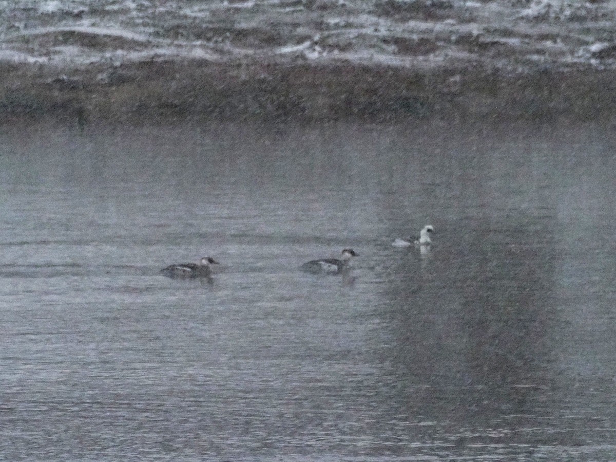 מרגון גמדי - ML645900315