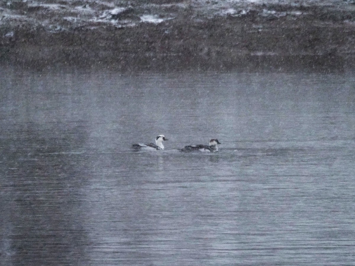 מרגון גמדי - ML645900316