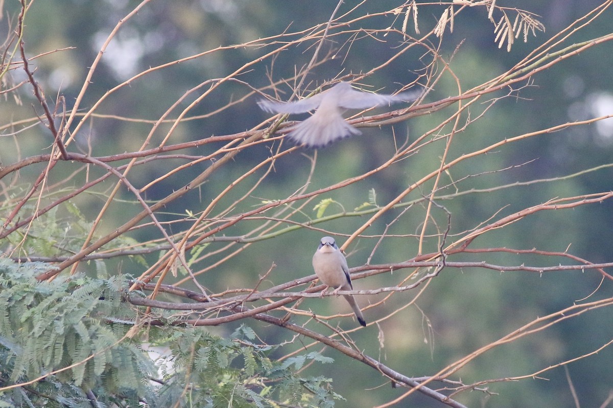 חיוורנית - ML645900317