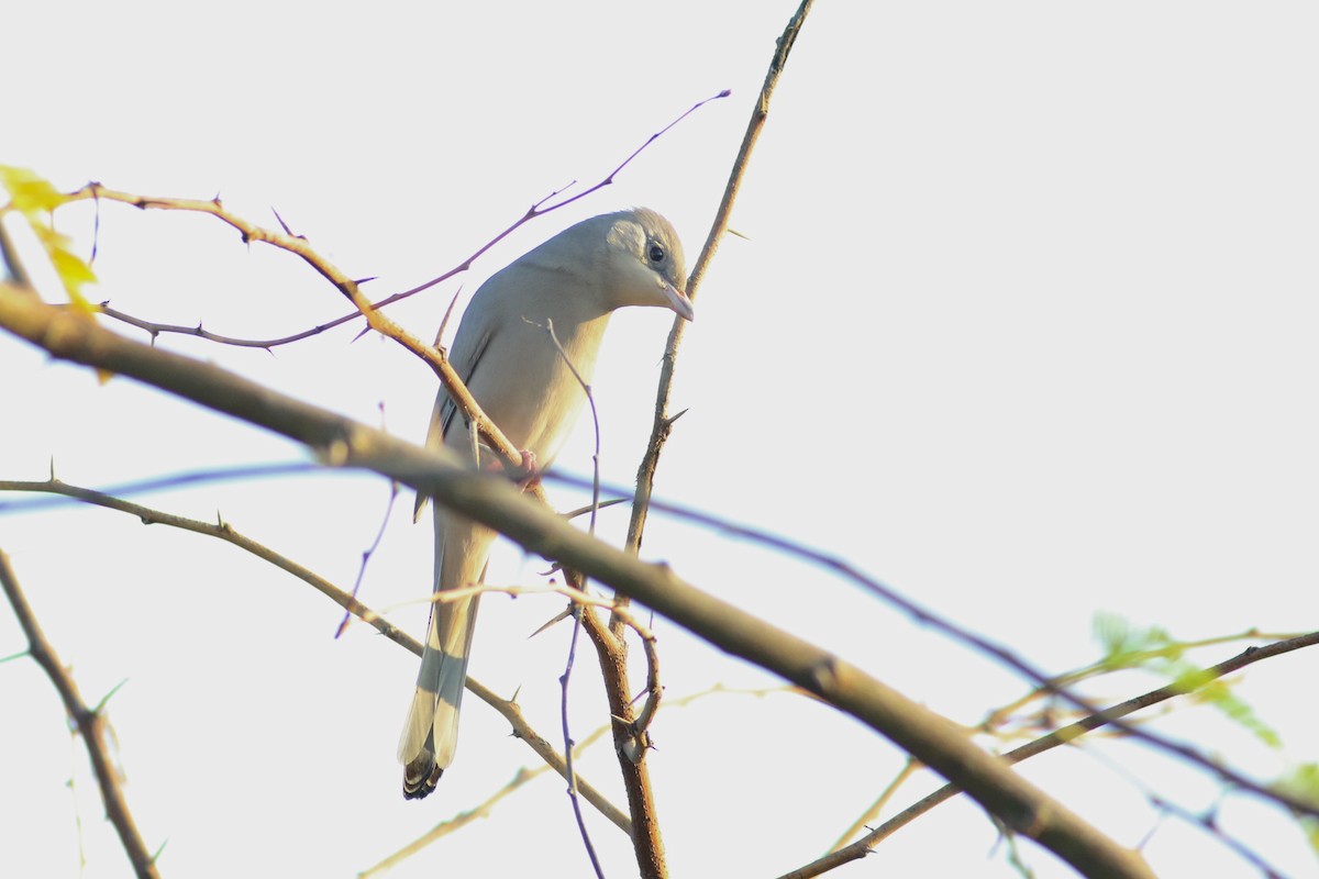 חיוורנית - ML645900318