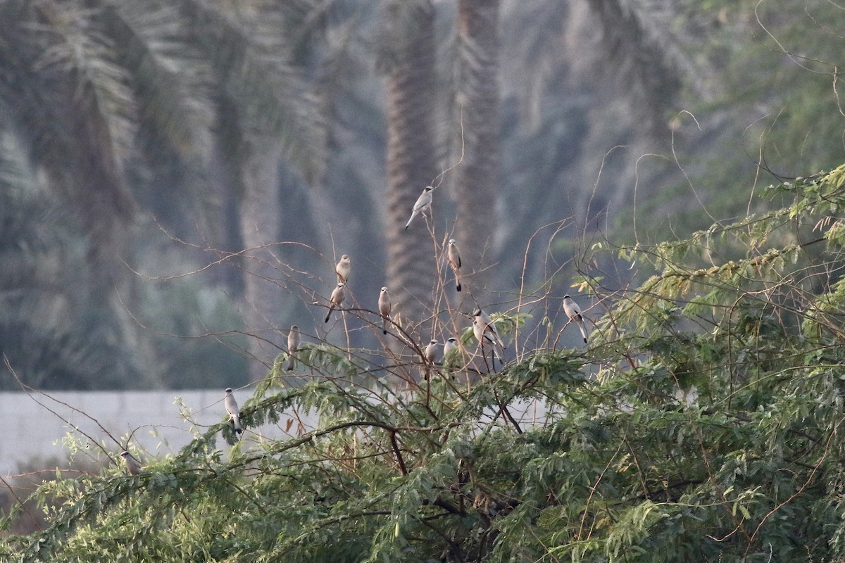 חיוורנית - ML645900319