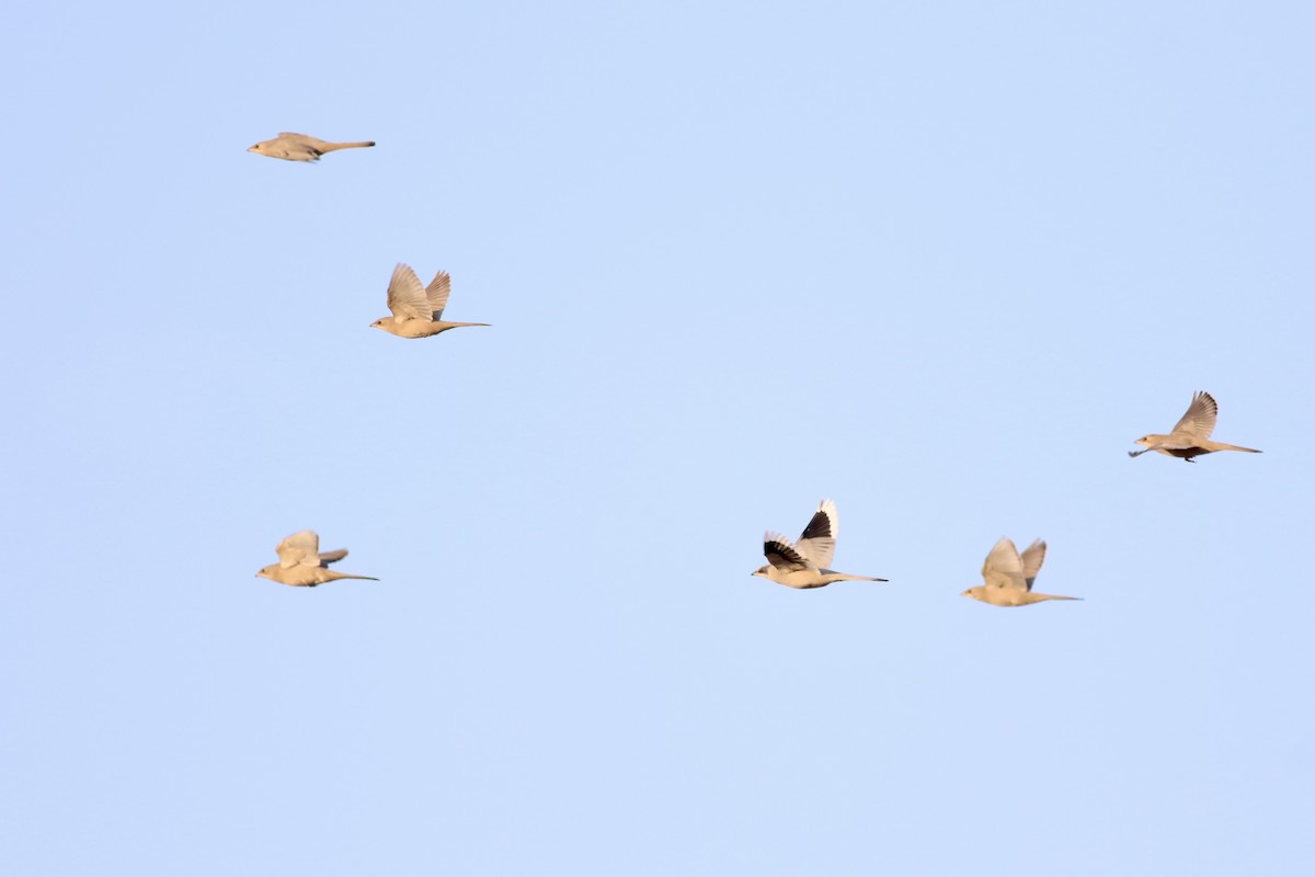 חיוורנית - ML645900320