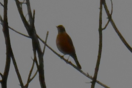 קיכלי נודד - ML645900326