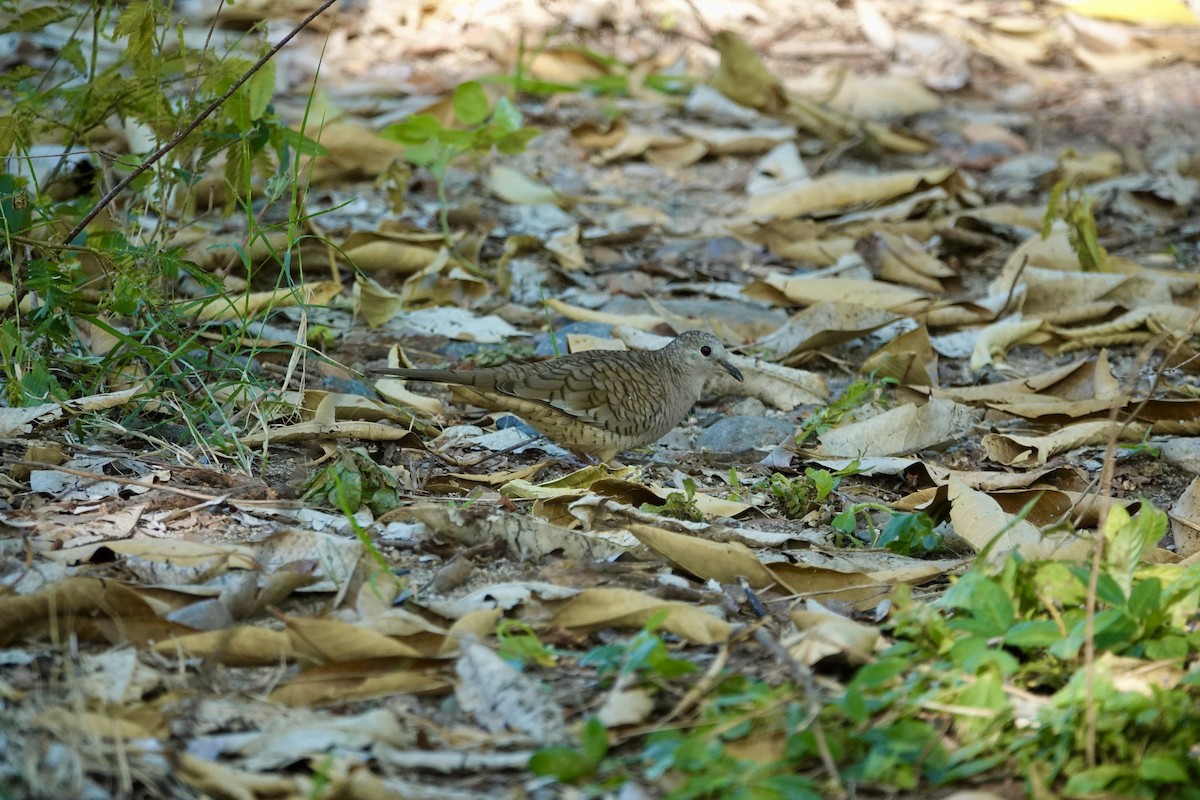 Inca Dove - ML645900328
