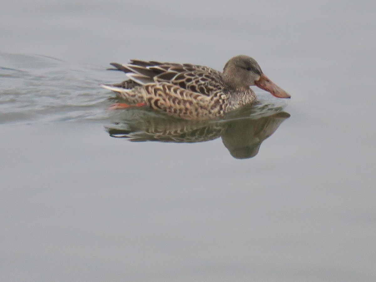 מרית צפונית - ML645900329