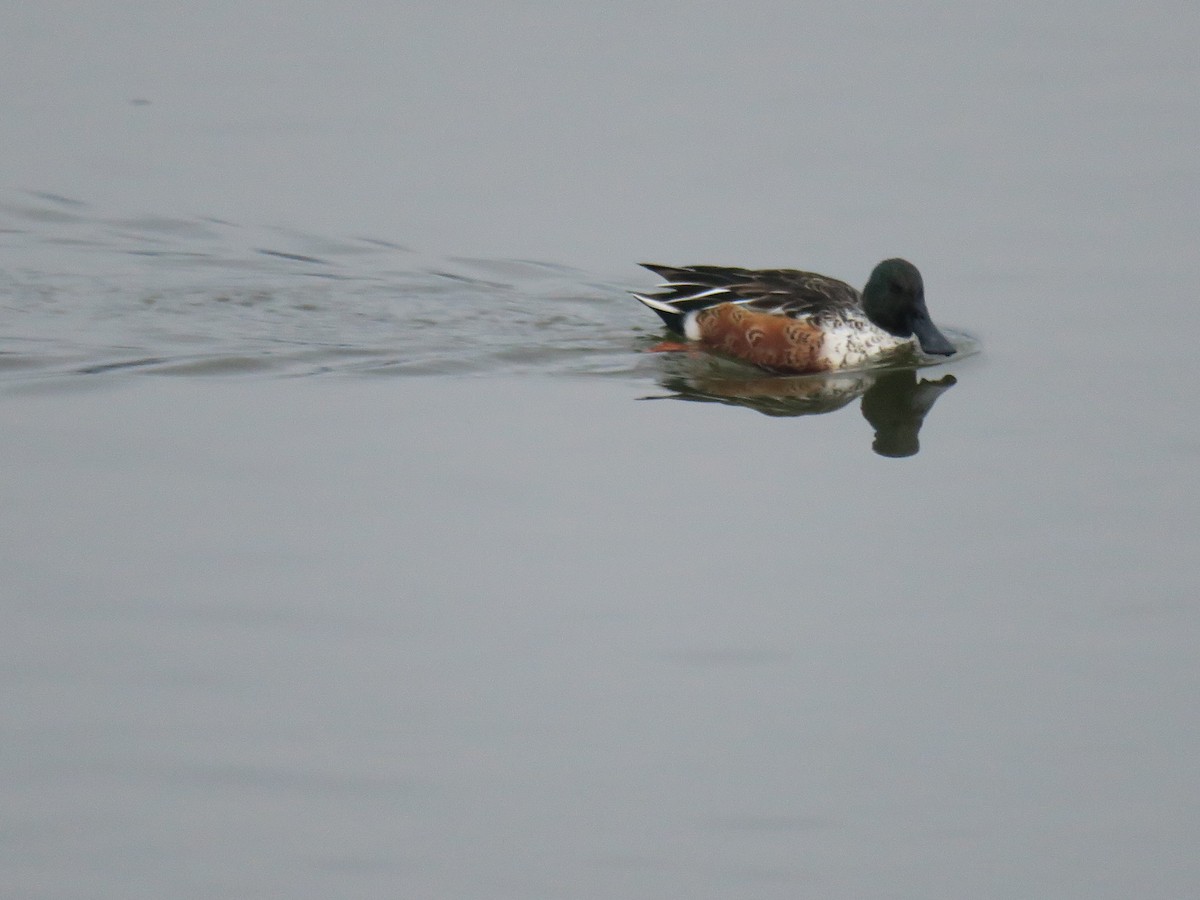 מרית צפונית - ML645900330