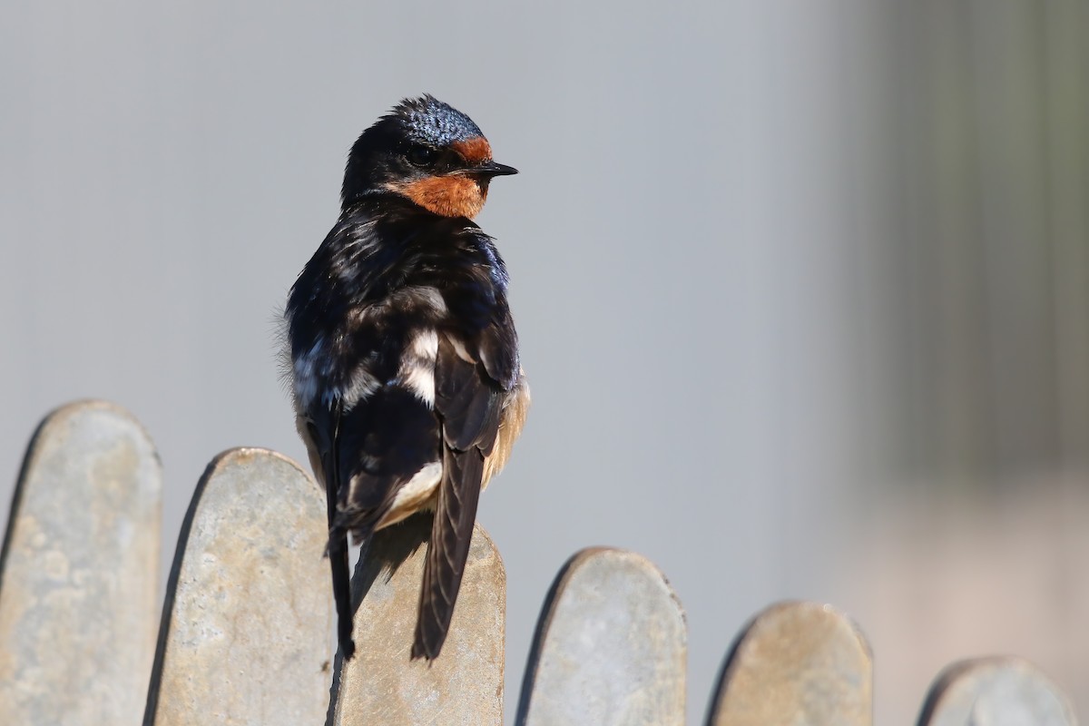 סנונית רפתות - ML645900332