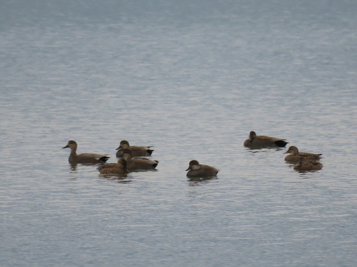ברווז אפור - ML645900333