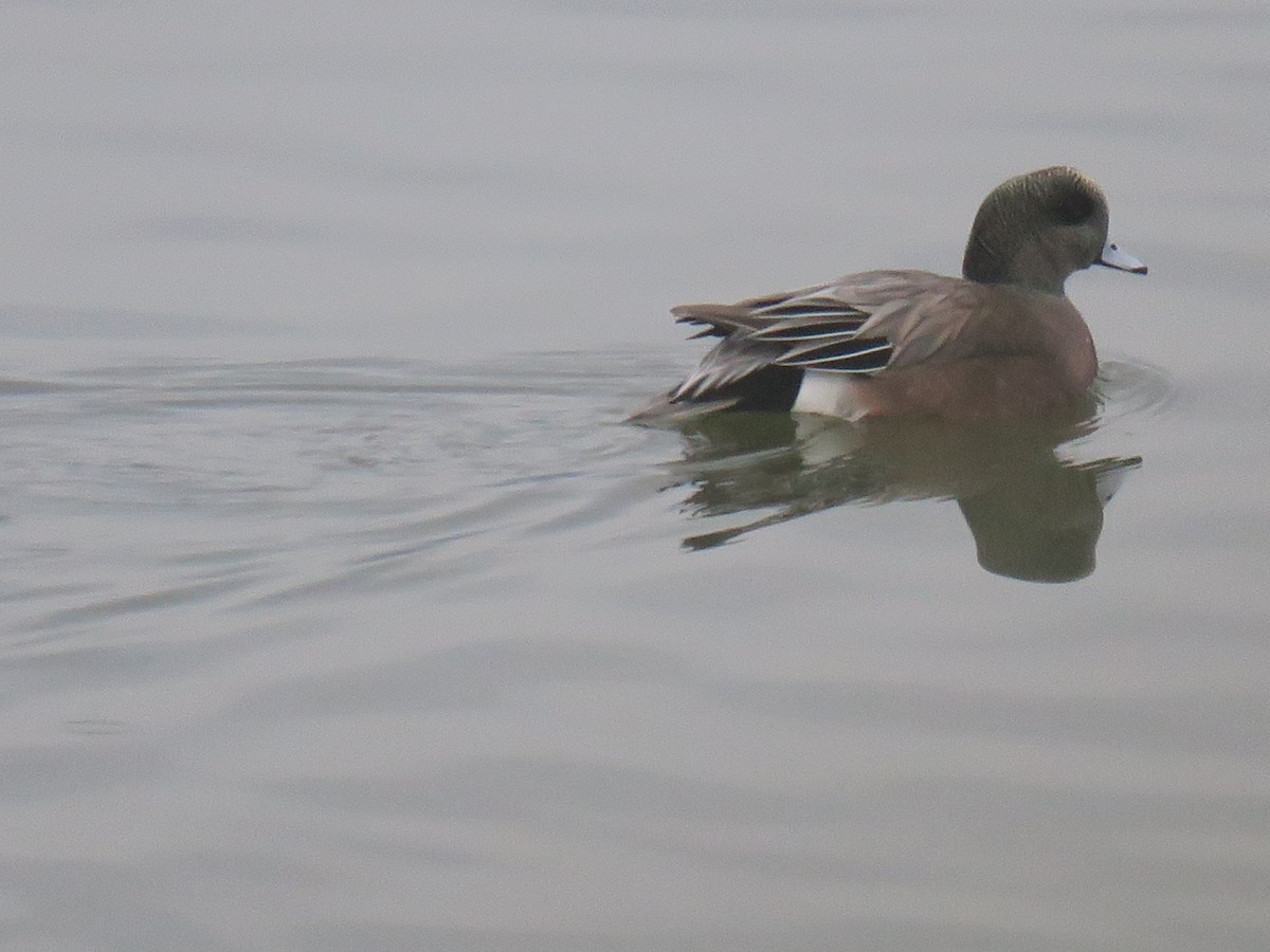 ברווז אמריקני - ML645900334