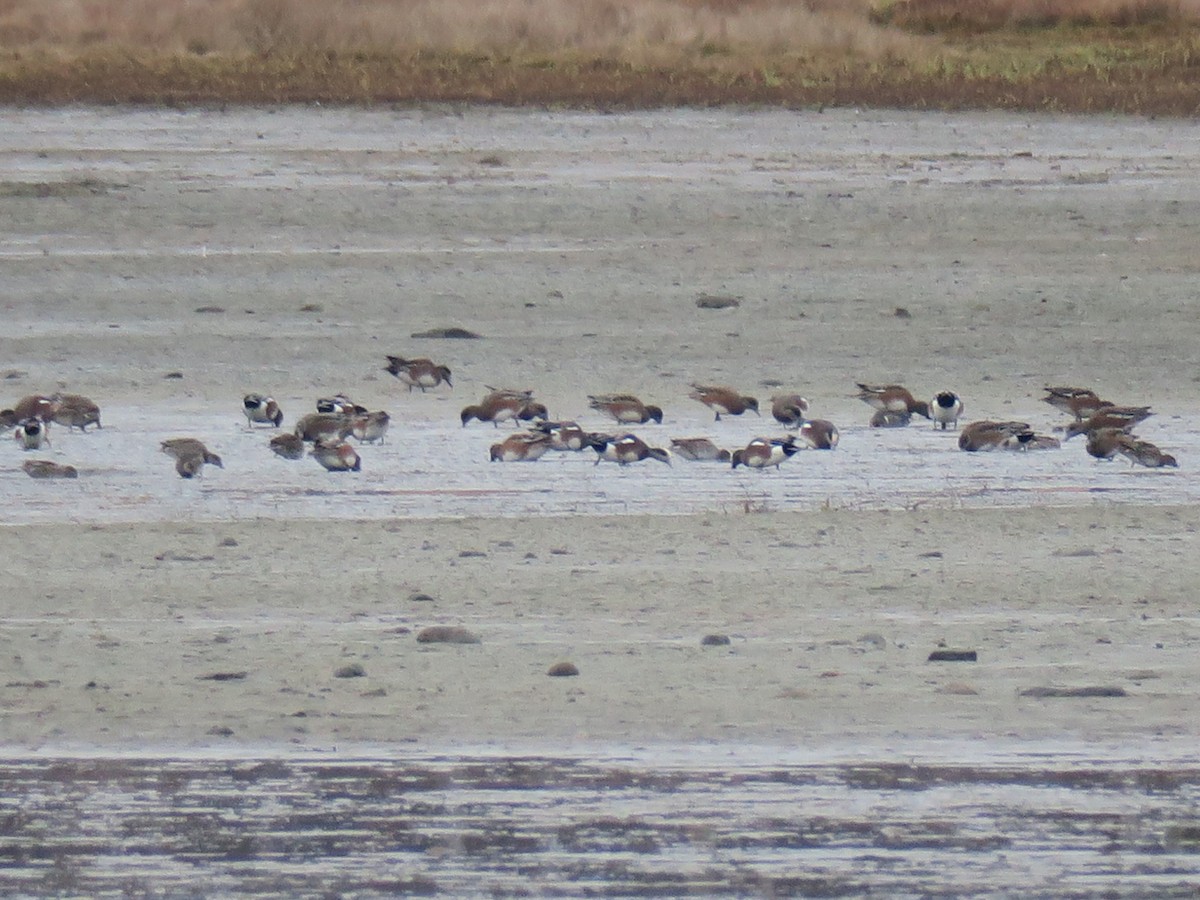 ברווז אמריקני - ML645900335