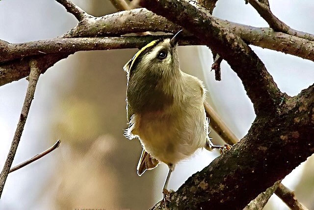 Golden-crowned Kinglet - ML645900336