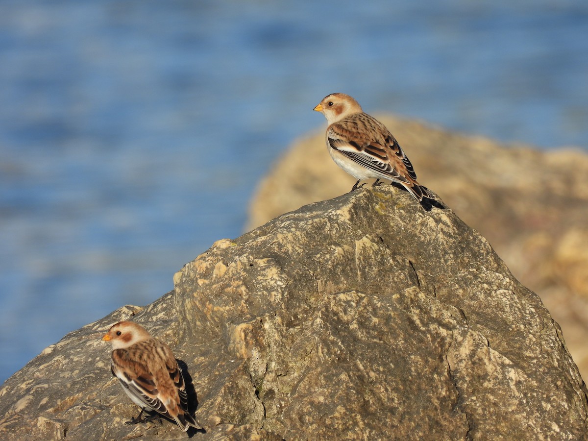 Zigolo delle nevi - ML645900346