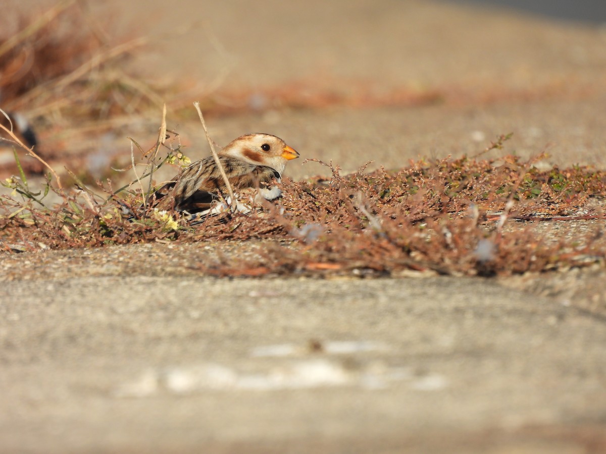 Zigolo delle nevi - ML645900347