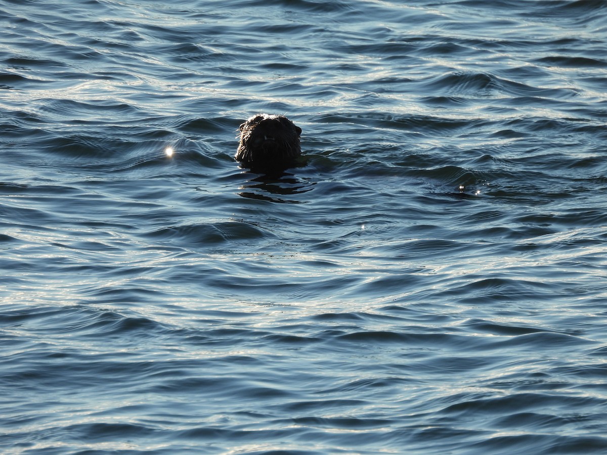 Lontra canadese - ML645900350