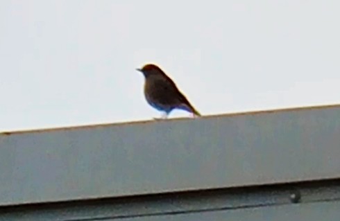 Black Redstart - ML645900354