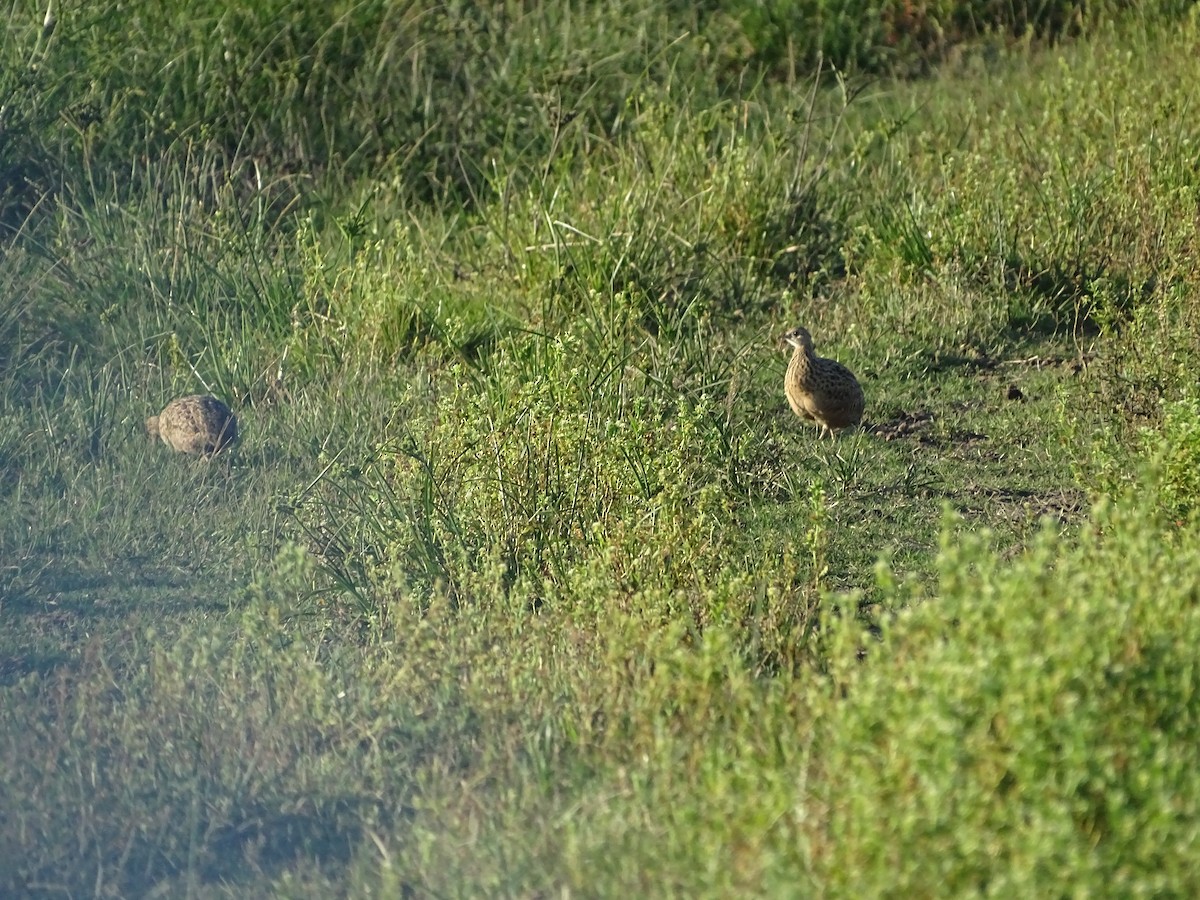 Spotted Nothura - ML645900357