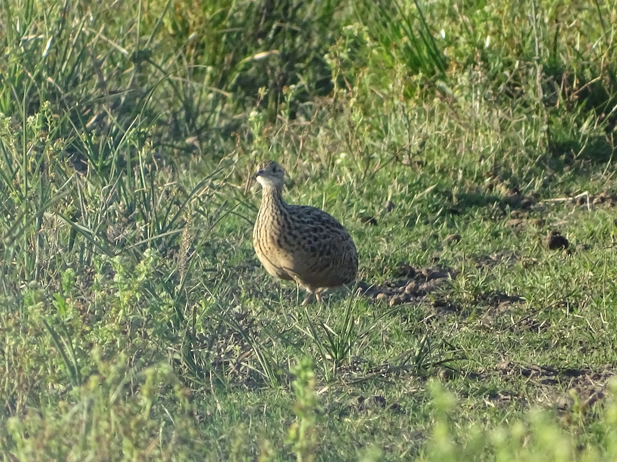 Spotted Nothura - ML645900358