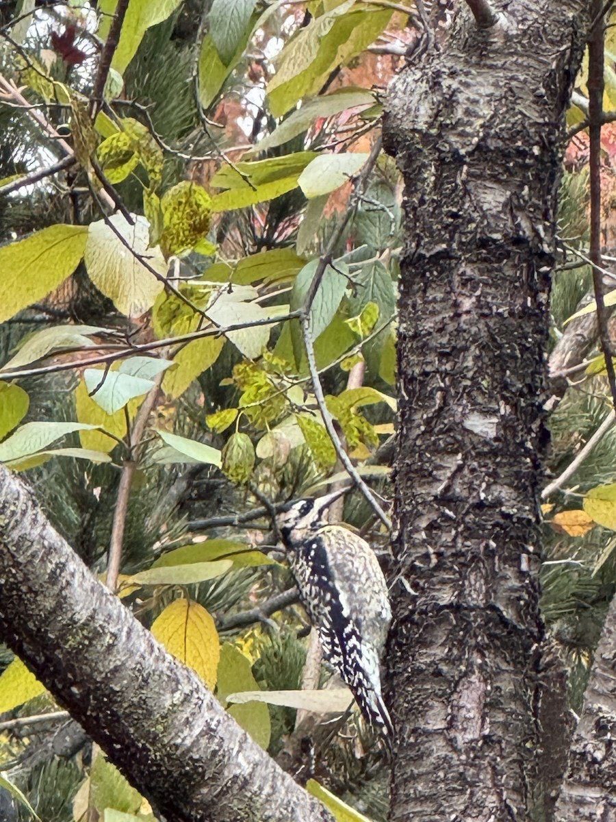 Yellow-bellied Sapsucker - ML645900359