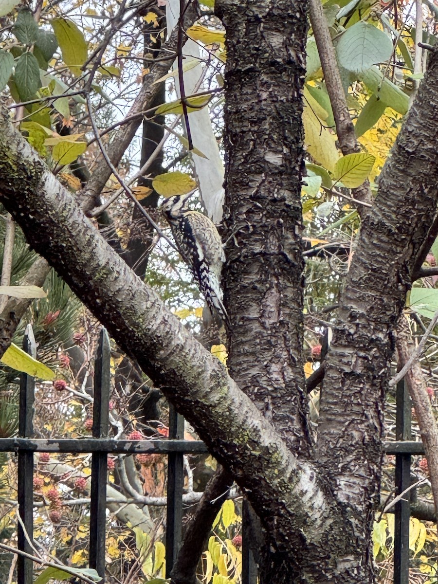 Yellow-bellied Sapsucker - ML645900360
