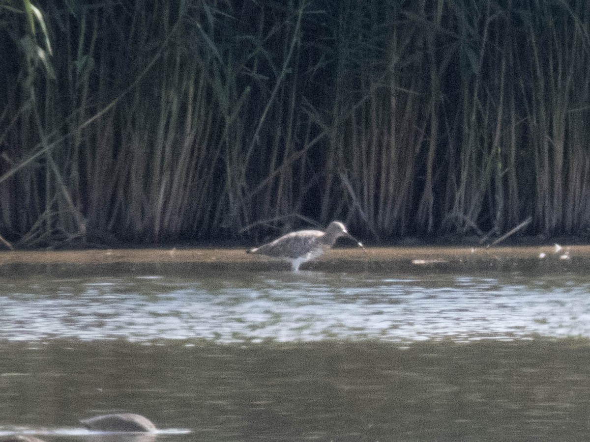 koliha velká - ML645900364