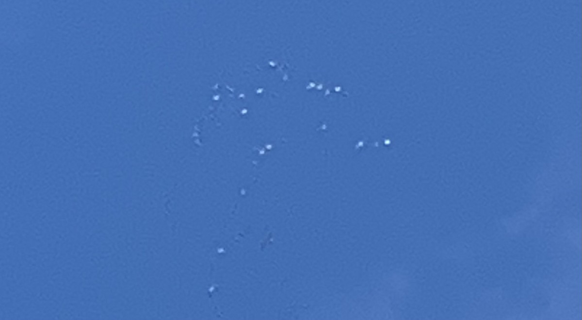 Sandhill Crane - ML645900367