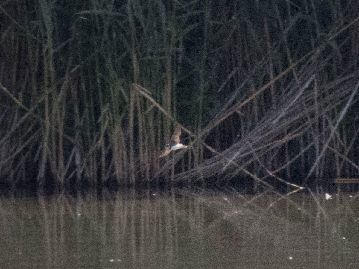 Береговушка - ML645900373