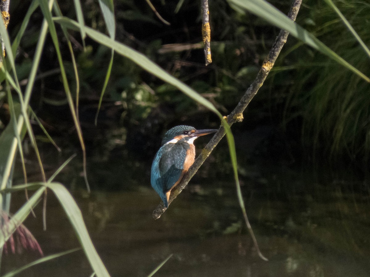 ledňáček říční - ML645900380