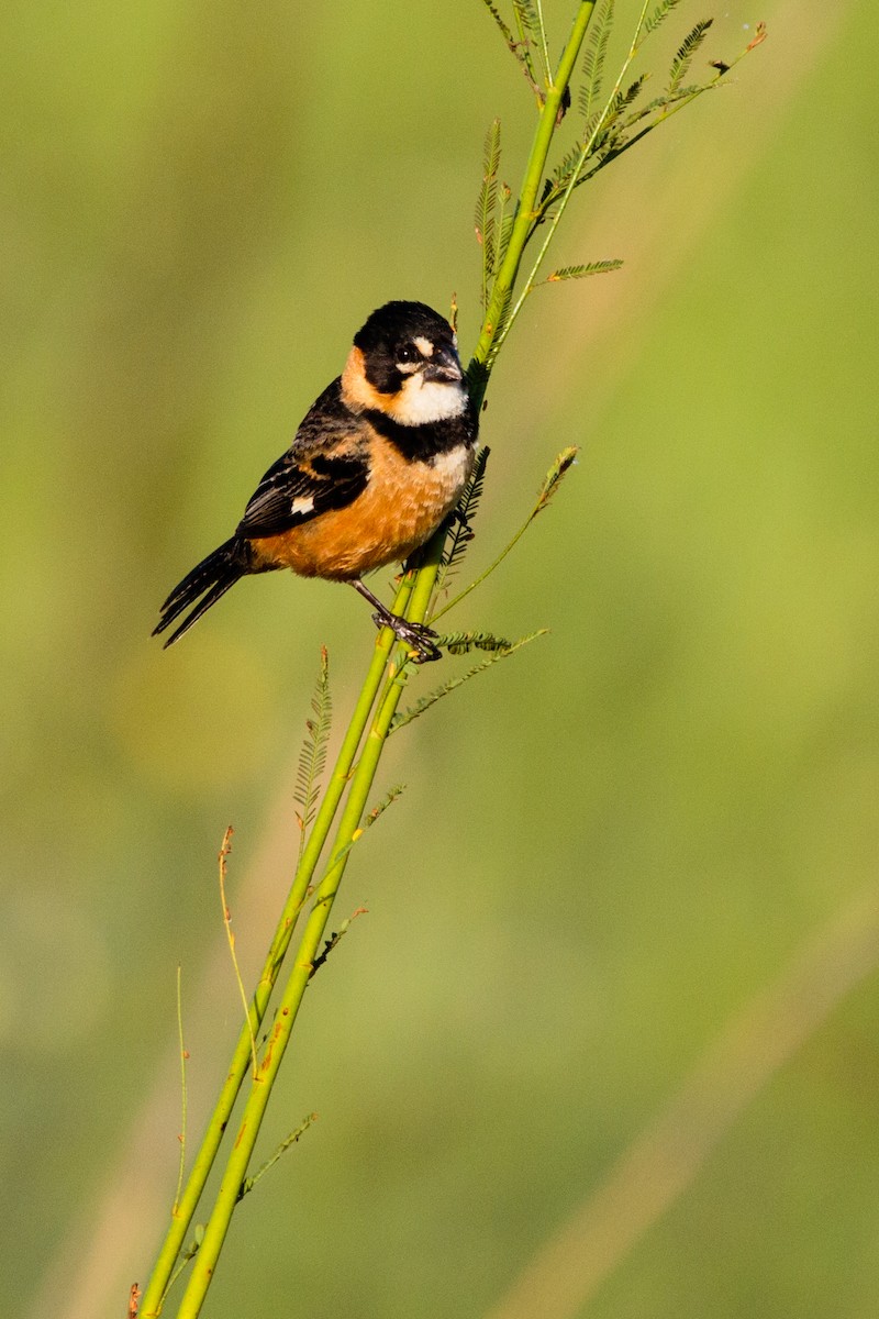 Rusty-collared Seedeater - ML645900382