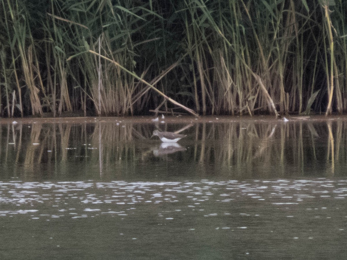 vodouš kropenatý - ML645900385