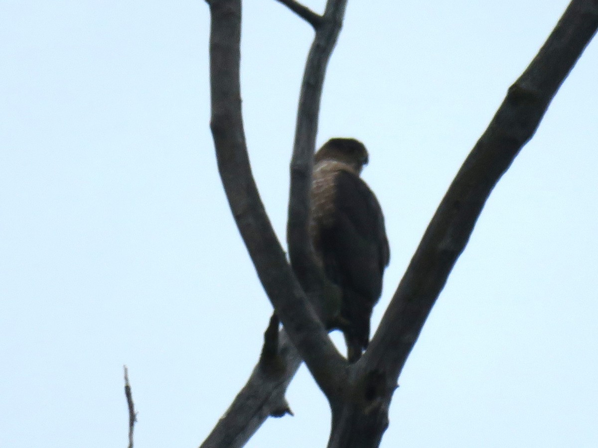 Gavilán de Cooper - ML645900386