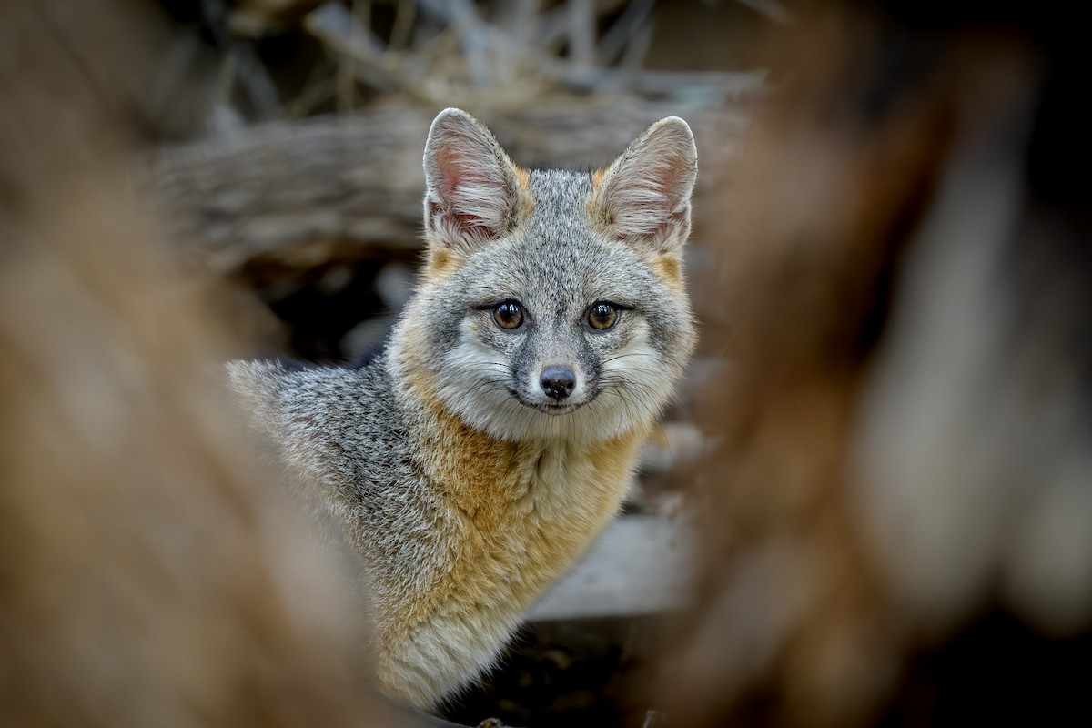 Gray Foxes - ML645900387