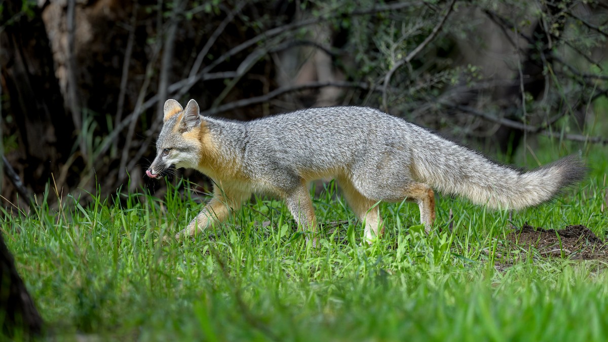 Gray Foxes - ML645900388