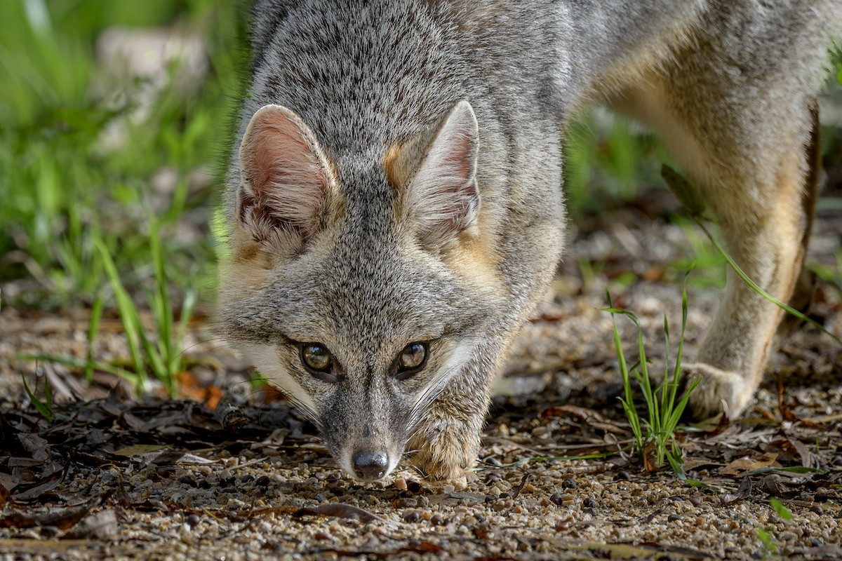 Gray Foxes - ML645900389
