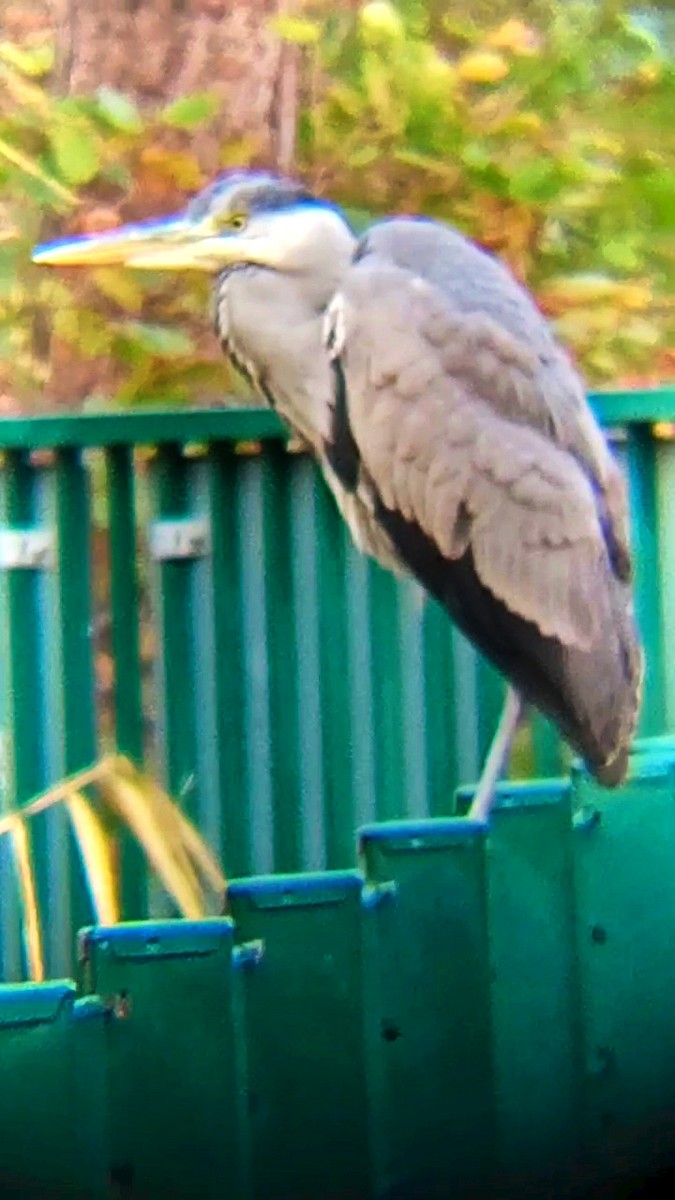 Garza Real - ML645900392