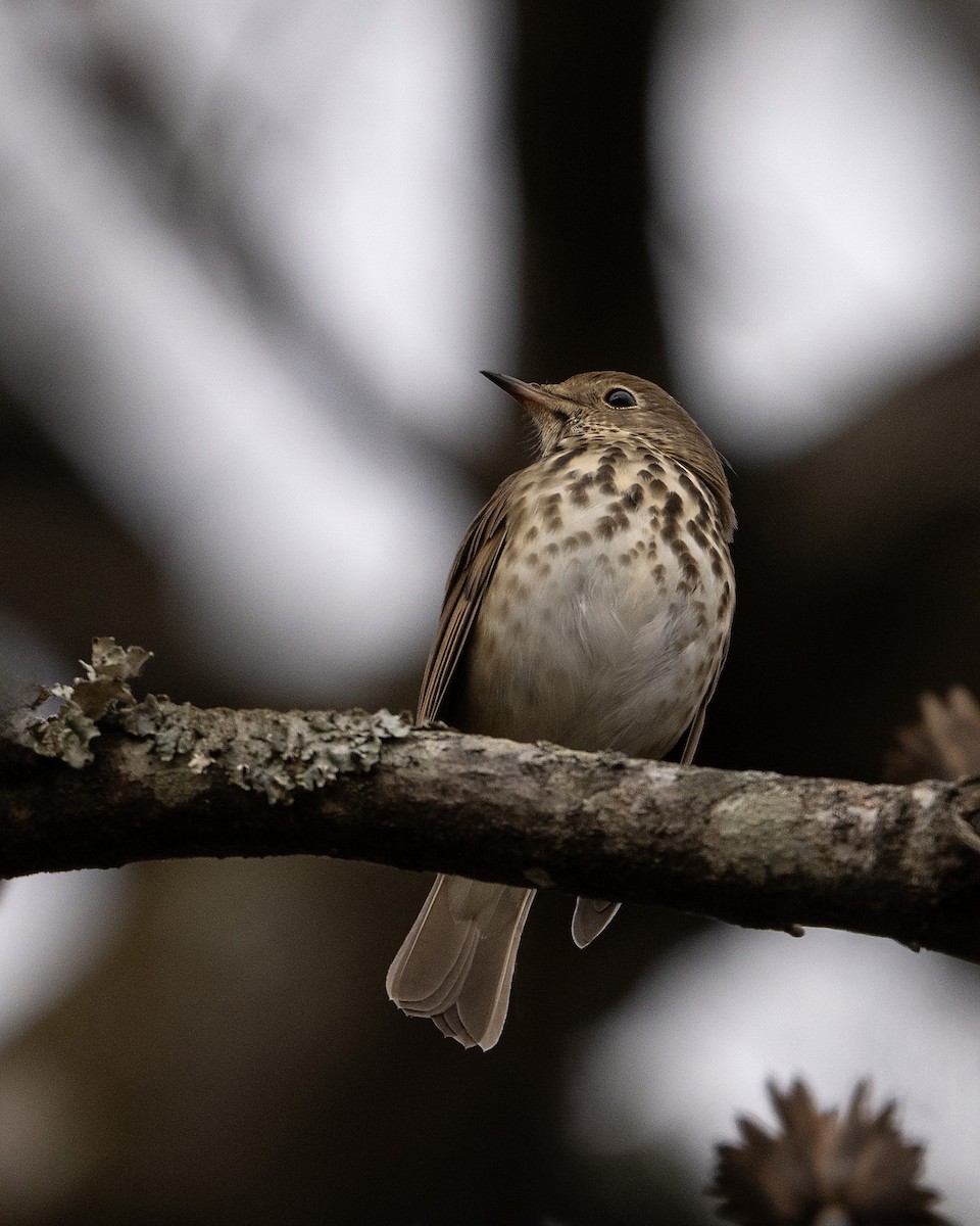 Zorzalito Colirrufo - ML645900393