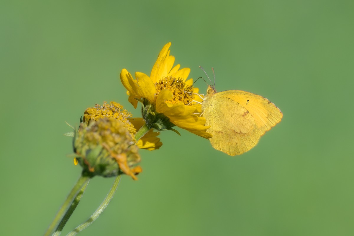 Sleepy Orange - ML645900394