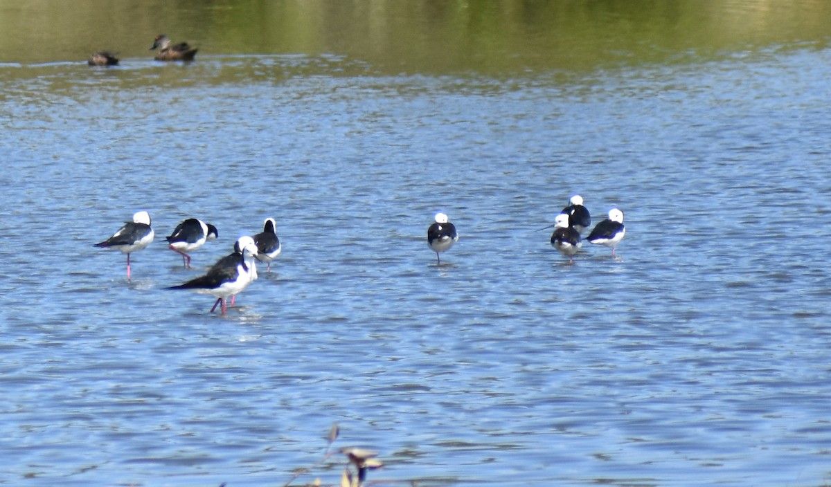 Cigüeñuela Australiana - ML645900395