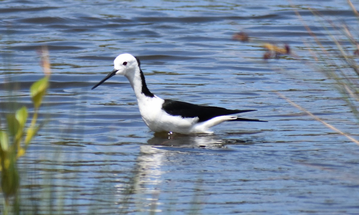 Cigüeñuela Australiana - ML645900396