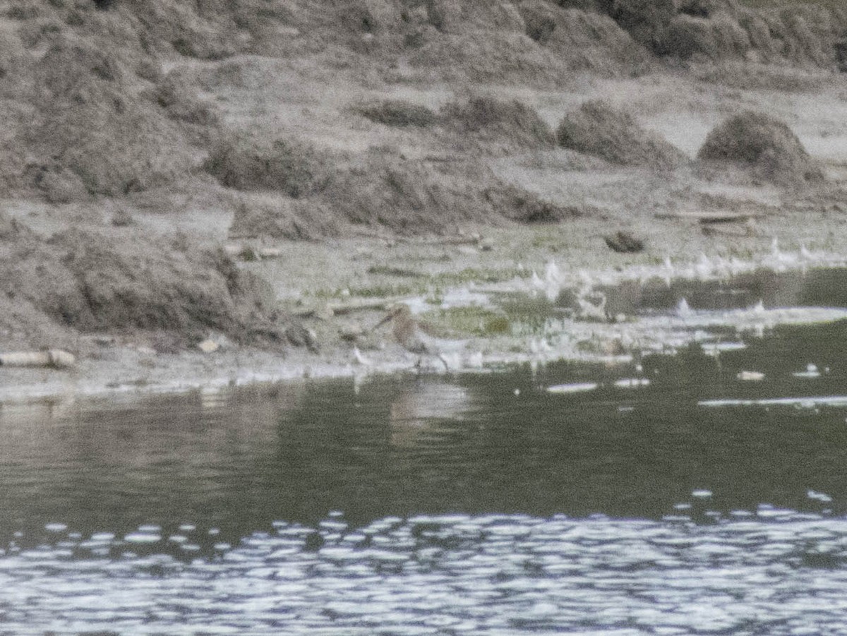 Correlimos Común - ML645900397