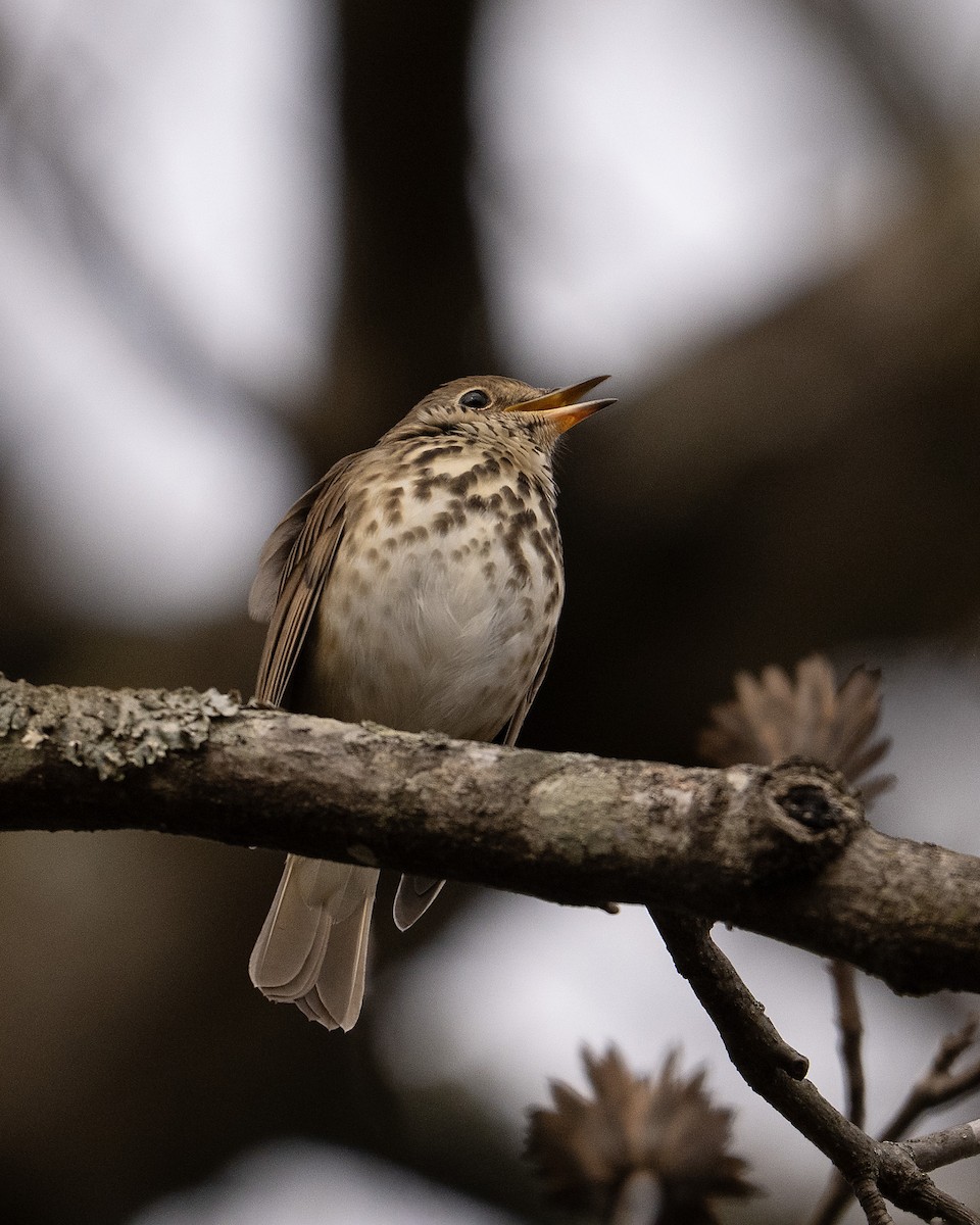 Zorzalito Colirrufo - ML645900399