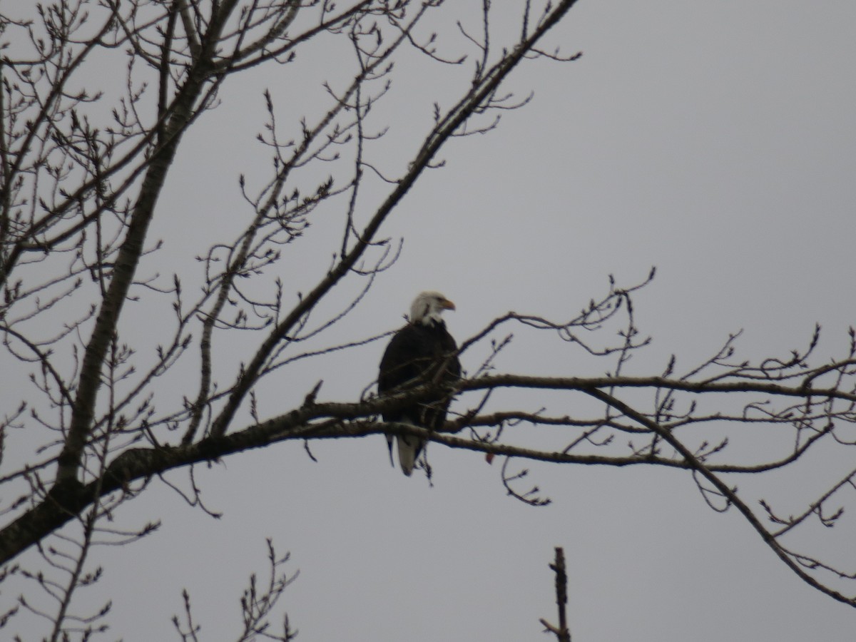 Pigargo Americano - ML645900400