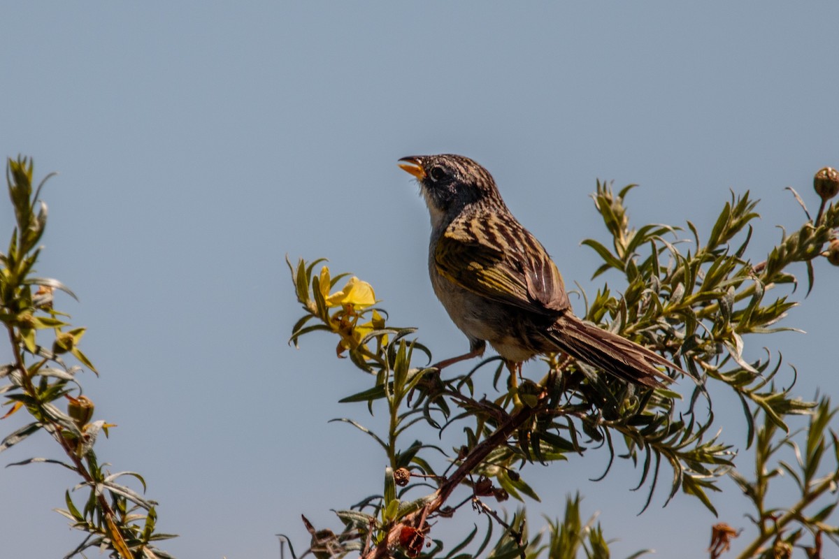 Coludo Chico - ML645900401