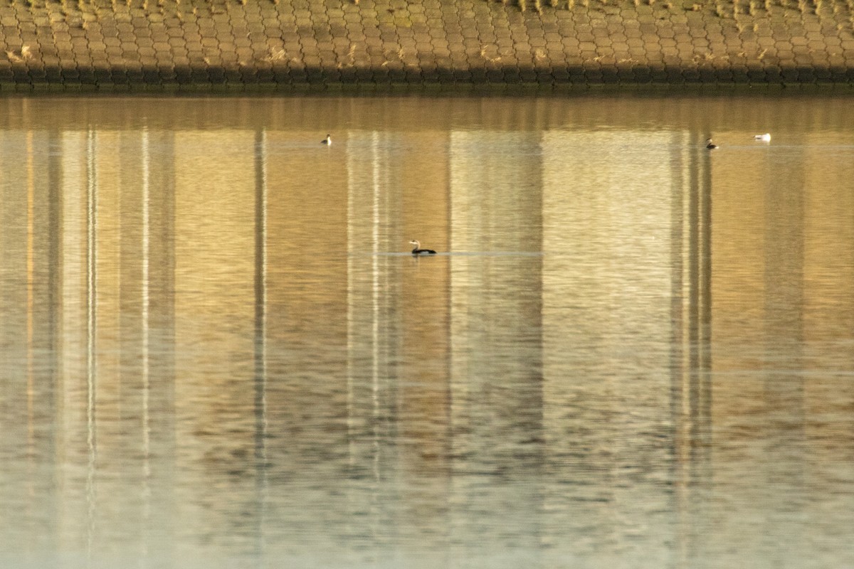 Colimbo Ártico - ML645900402