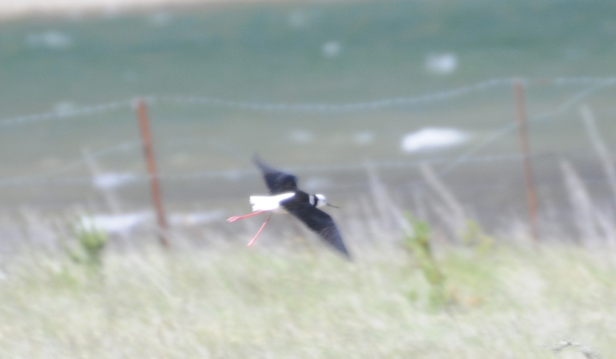 Cigüeñuela Australiana - ML645900403